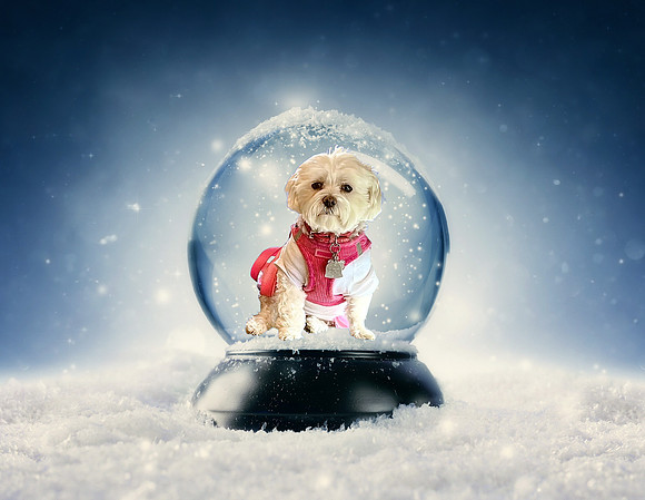 SnowGlobe Dog2