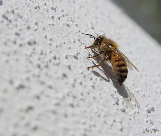 Resized_bee